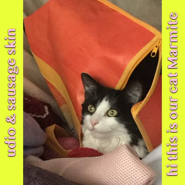 Sausage Skin - hi this is our cat marmite